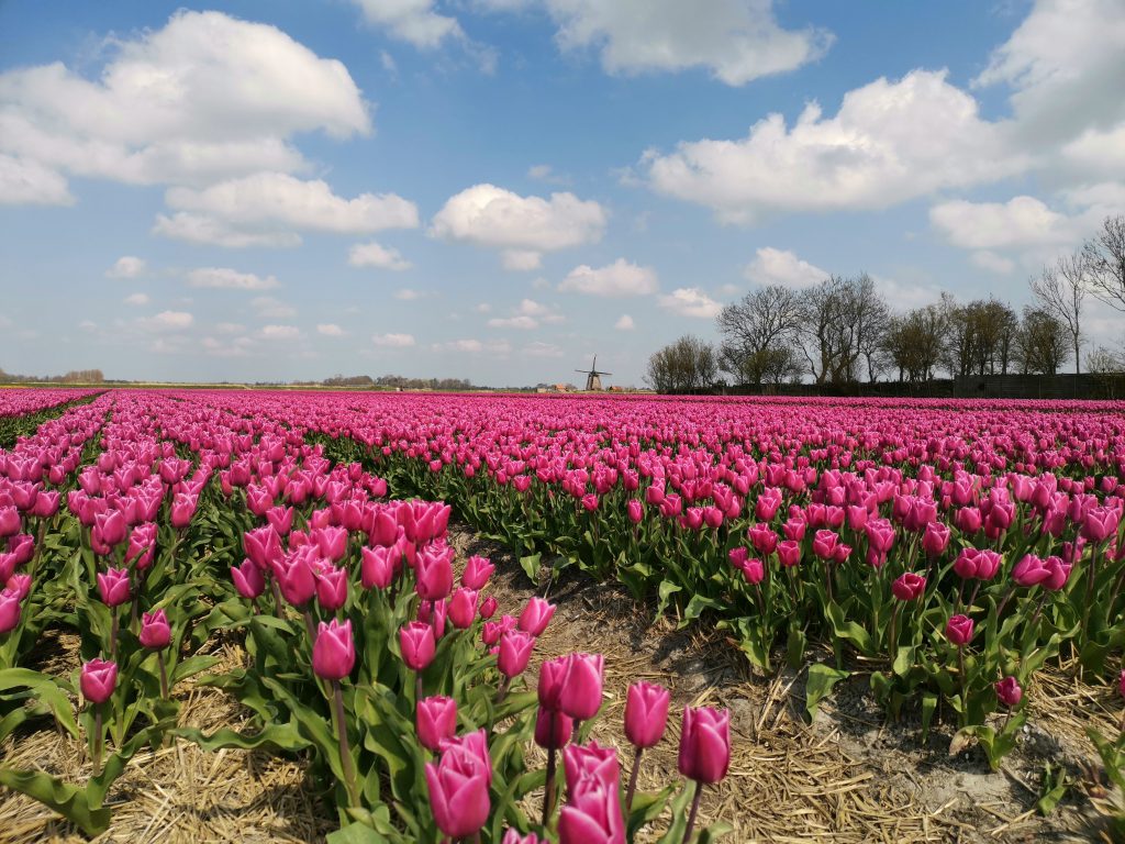 Tulpenblüte, Käse und Sandstrand – Wir waren in Holland!