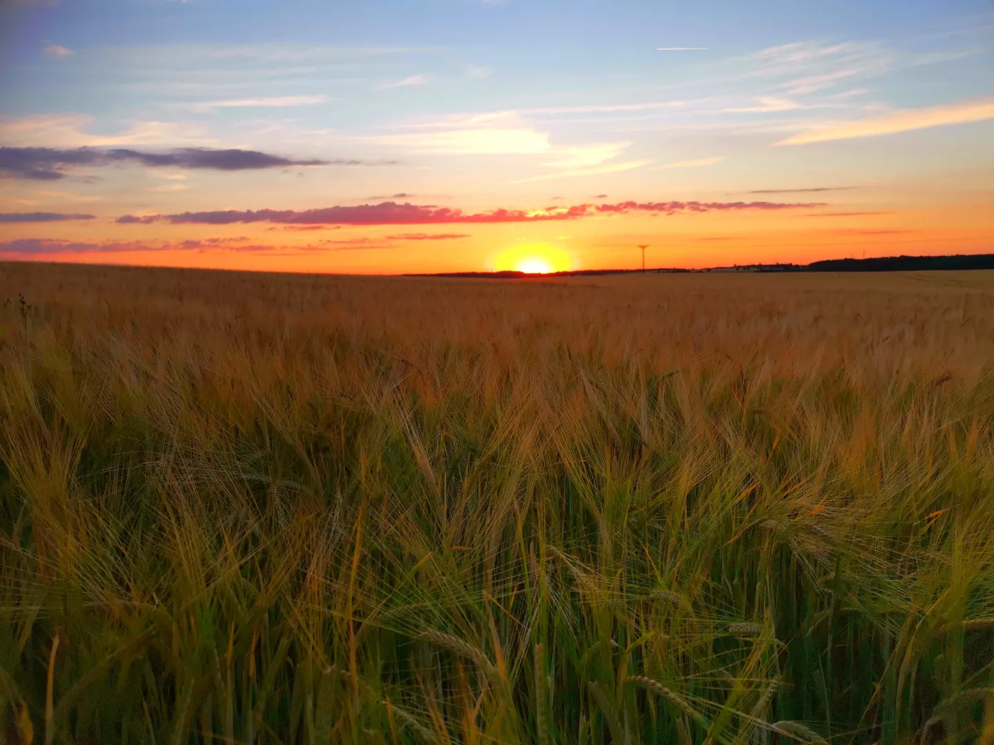 Getreidefeld mit Sonnenuntergang